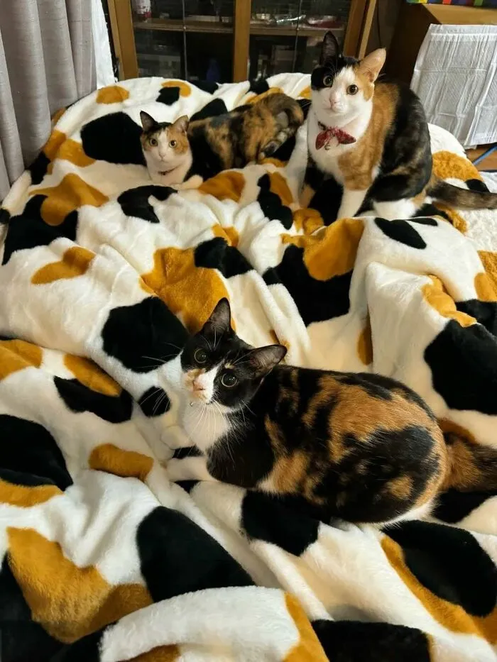 40 Fotos de gatos tan adorables como divertidas para sacarte una sonrisa