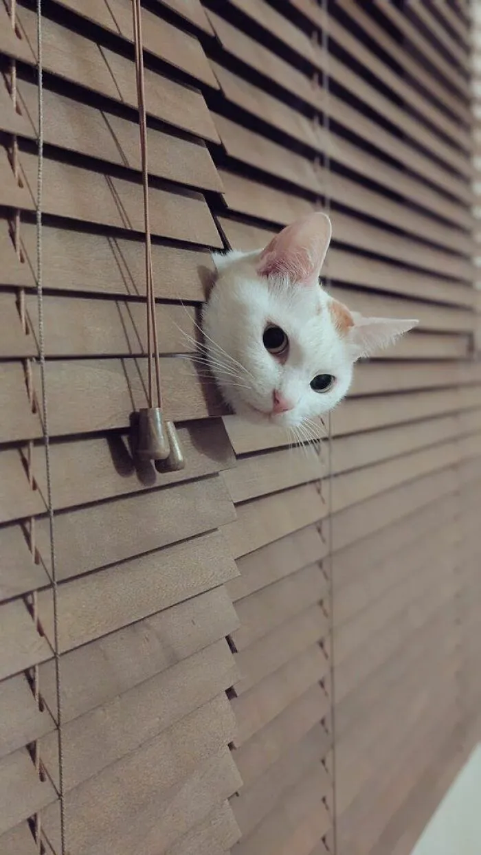 White cat peeking through brown window blinds, showing the natural comedians side of cats in a playful moment.