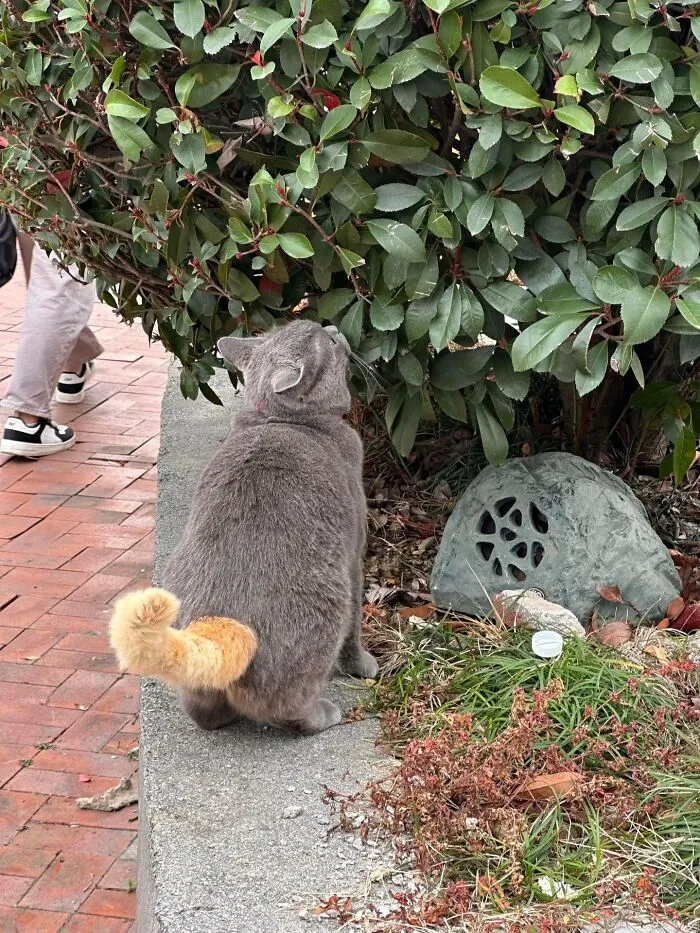 75 Funny And Cute Cat Photos That’ll Make You Smile Today
