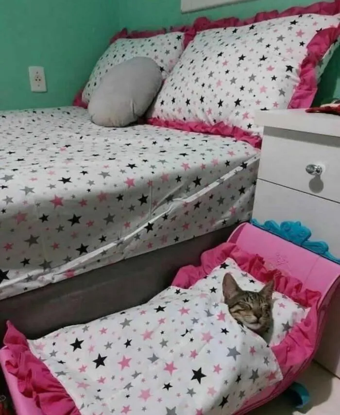 40 Fotos de gatos tan adorables como divertidas para sacarte una sonrisa