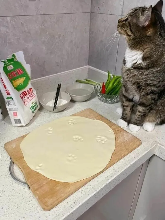 40 Fotos de gatos tan adorables como divertidas para sacarte una sonrisa