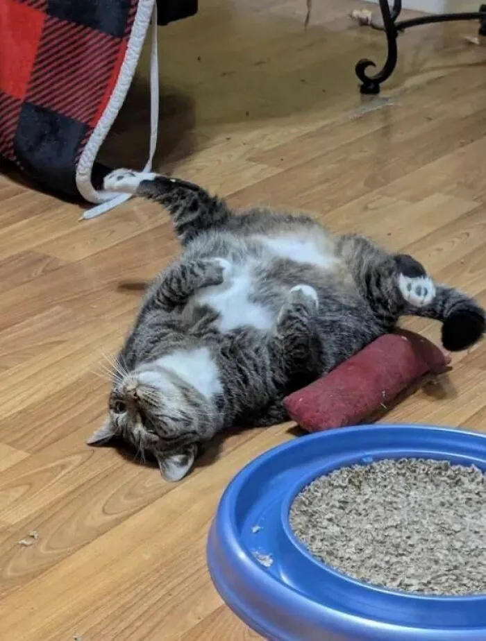 Tabby cat lying on its back next to toys on a wooden floor, showcasing natural comedic behavior of cats.