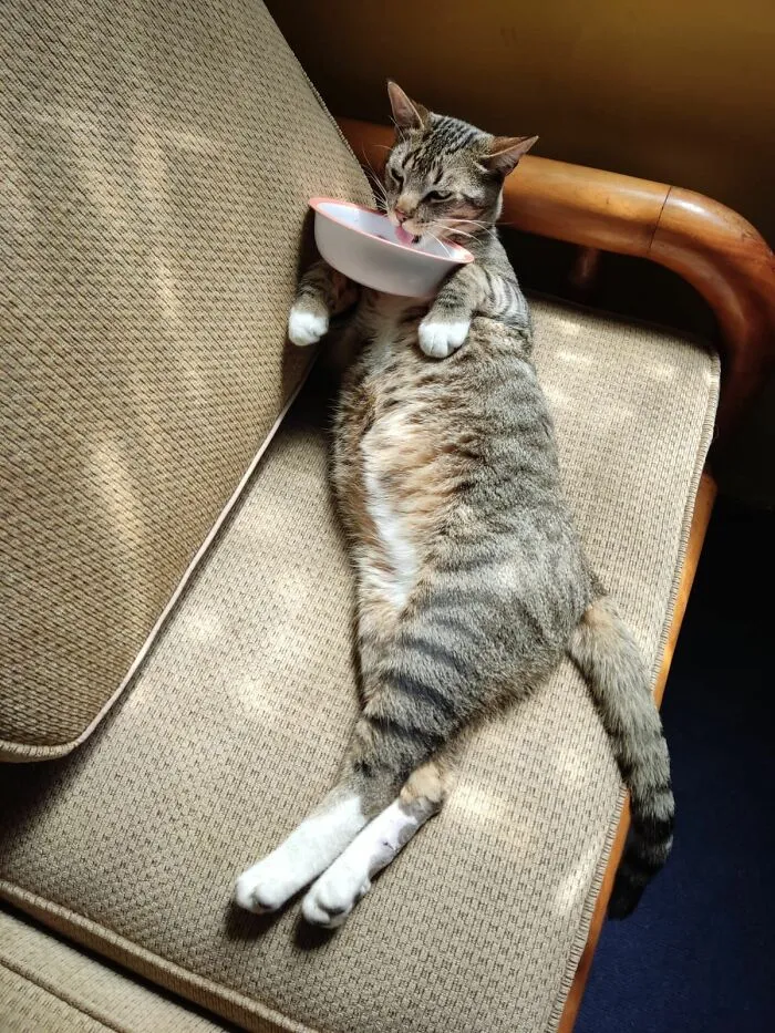Tabby cat lying on a couch holding a bowl with its front paws, showcasing cats as natural comedians in a viral moment.