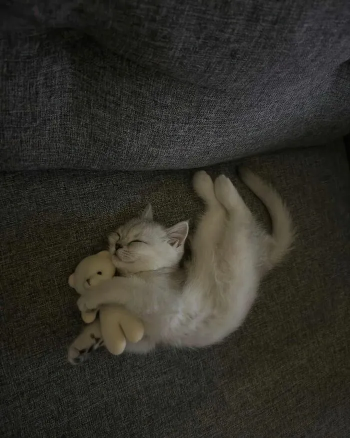 75 Funny And Cute Cat Photos That’ll Make You Smile Today