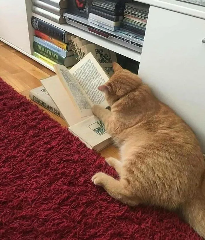 Orange cat lying on a red rug, appearing to read a book, showcasing cats as natural comedians in a cozy home setting.