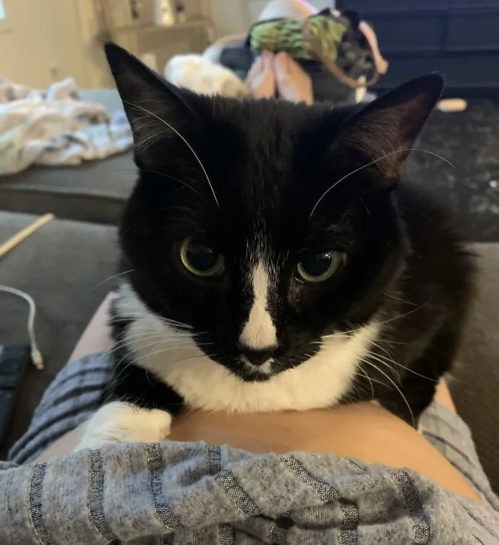 Black and white cat sitting on lap, illustrating funny names pets didn’t ask for in a cozy home setting.