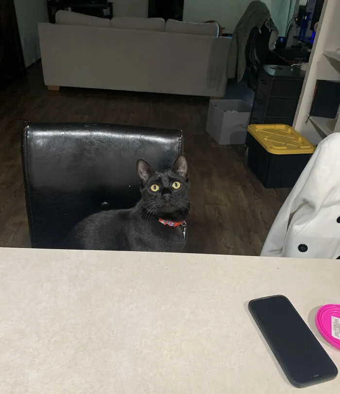 Black cat sitting on a chair at a table with a phone, fitting the theme of funny names pets didn’t ask for.