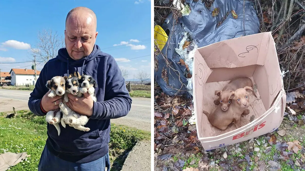 A Small Team Is Caring For Hundreds Of Dogs And Puppies At Serbia’s Largest Shelter (37 Pics)