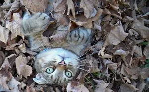 Hey Pandas, Show Me The Cutest (Or Funniest) Pictures Of Your Pets (Closed)
