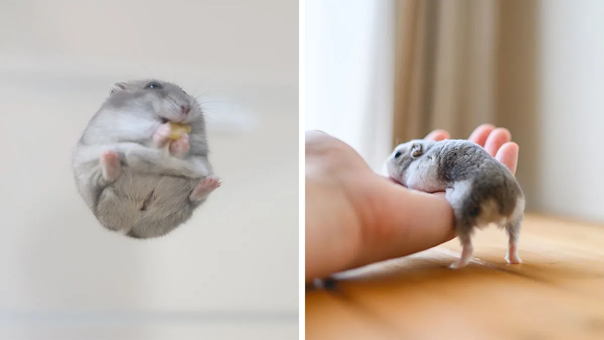 80 Adorable Hamster Pics From This Instagram Page That Might Make Your Day