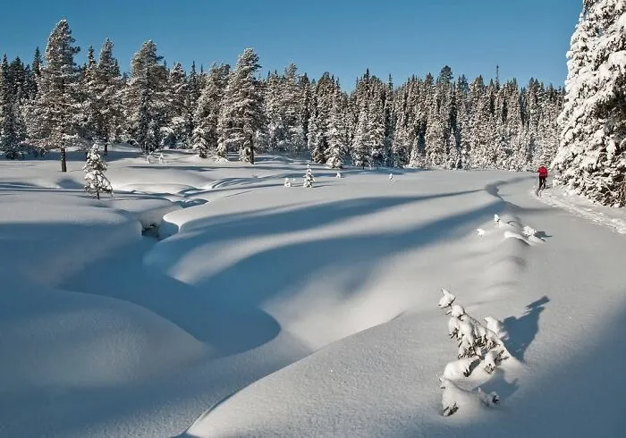 Snow-covered landscape with pine trees and a person enjoying a cozy winter scene without stepping into the cold outdoors.