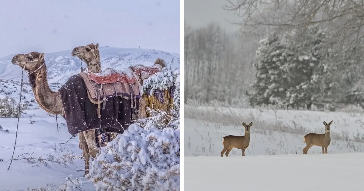 36 Acogedoras fotos del invierno de este año para disfrutar sin pasar frío