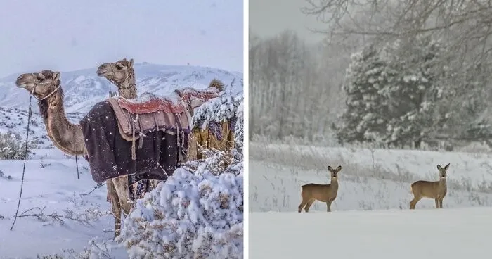 36 Acogedoras fotos del invierno de este año para disfrutar sin pasar frío