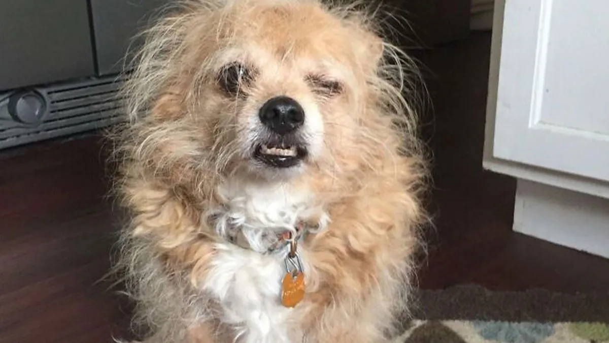 79 Hilarious Animal Pictures That Show Them At Their Derpiest (New Pics)