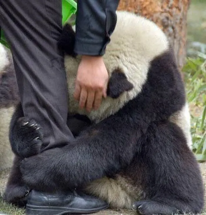 Panda hugging a person’s leg creating an optical illusion that fooled the internet with a misleading photo.
