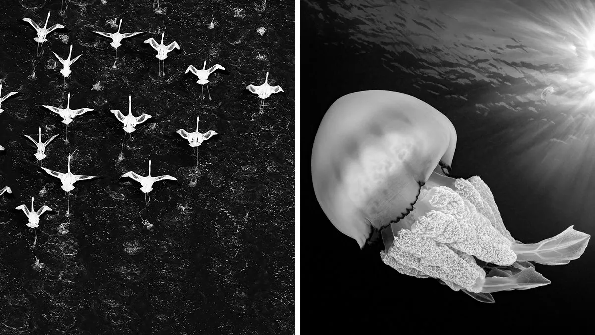 These 45 Aerial And Underwater Photos From The Exposure One Awards Reveal The Strangest, Most Beautiful Angles Of Nature