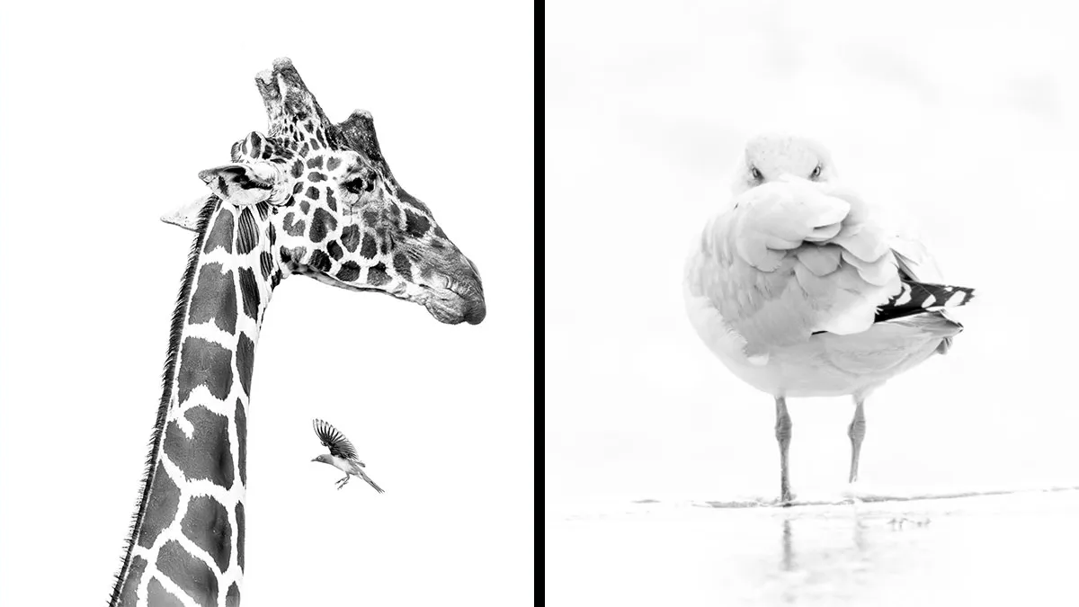 Exposure One’s First Black & White Nature Contest Just Dropped 49 Incredible Photos