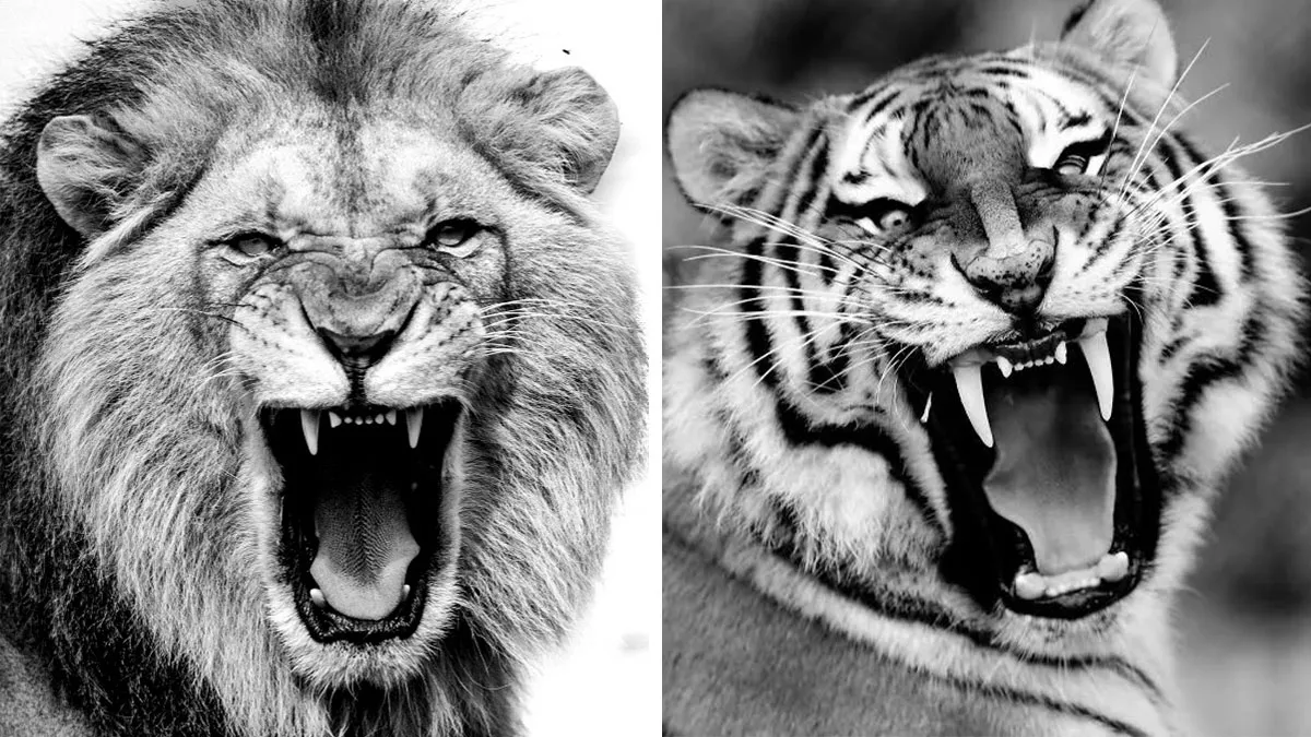 I Removed Color From My 32 Wildlife Photos To Highlight Expression And Emotion