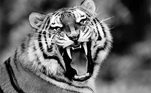 I Removed Color From My 32 Wildlife Photos To Highlight Expression And Emotion