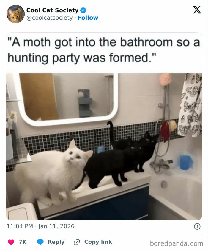 Three cats gathered on a bathroom counter hunting a moth, showcasing funny memes about how awesome cats are.