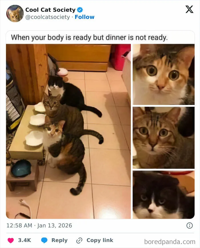 Three cats sitting in a row by empty bowls, waiting for dinner, showcasing funny memes about how awesome cats are.