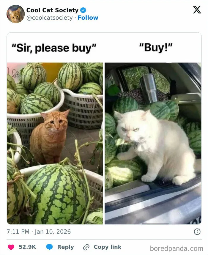 Funny cat memes showing a serious orange cat by watermelons and a grumpy white cat surrounded by watermelons.