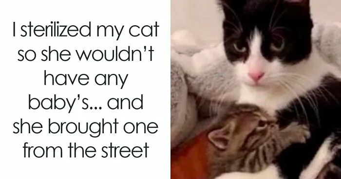 50 Times Cats Were So Ridiculous They Became Memes