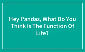Hey Pandas, What Do You Think Is The Function Of Life?