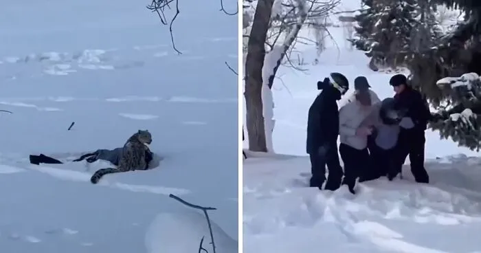 Viral Video Shows Skier Viciously Attacked By Snow Leopard After Trying To Take A Selfie With It