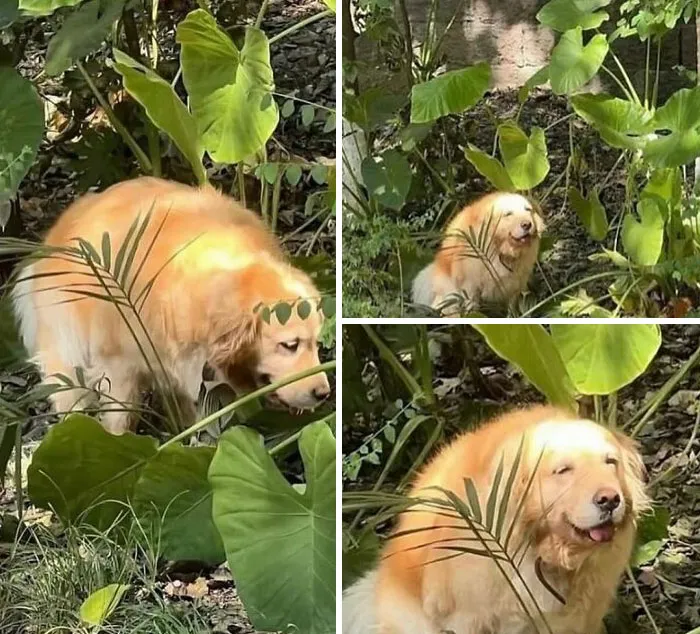 Perro dorado entre plantas verdes con expresiones divertidas que pueden causar incomodidad en imágenes graciosas y horribles.