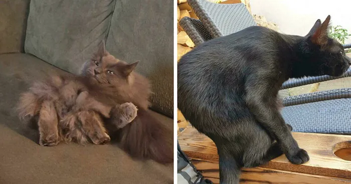 67 Cat Photos Nearly Proving That Most Kitties Aren't From Our Planet, As Shared By Netizens