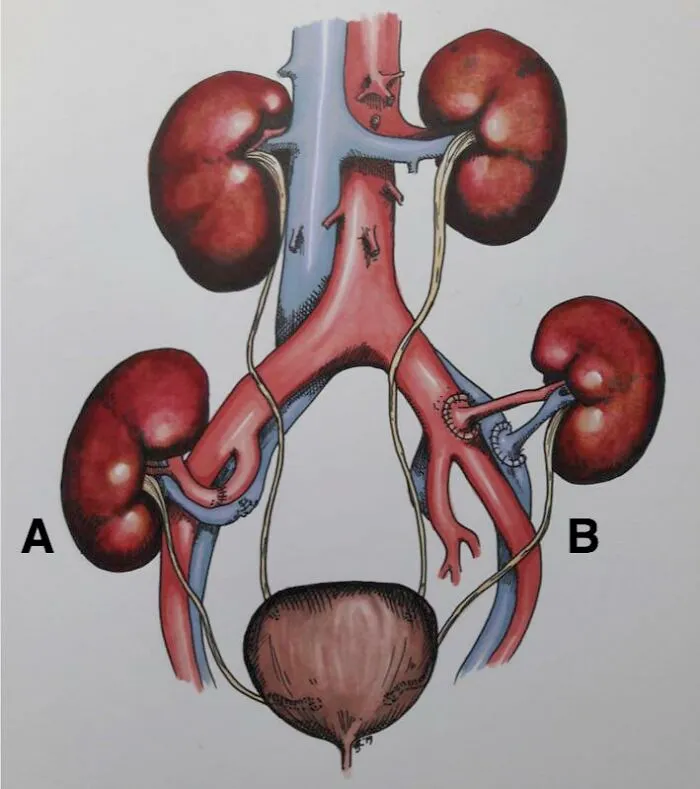 Illustration of human urinary system with kidneys and bladder, showing medical facts that sound made up but are true.