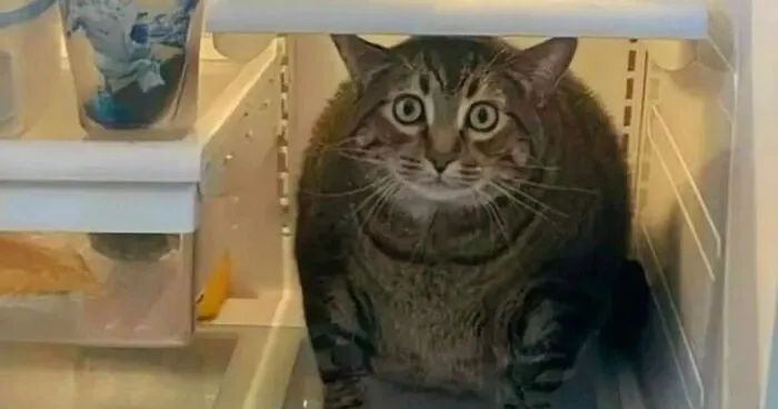 40 Fotos de gatos tan adorables como divertidas para sacarte una sonrisa