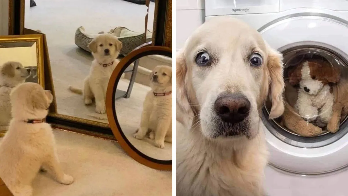 This Facebook Page Shares The Most Ridiculously Dog Photos To Help You De-Stress (40 Pics)