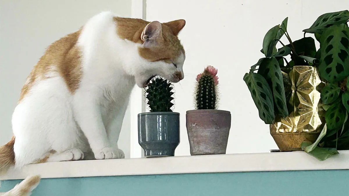 “One Orange Brain Cell”: 38 Adorable Photos Of Orange Cats Being Their Hilarious Selves (New Pics)