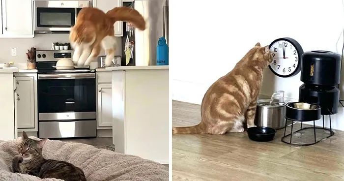 “One Orange Brain Cell”: 38 Adorable Photos Of Orange Cats Being Their Hilarious Selves (New Pics)