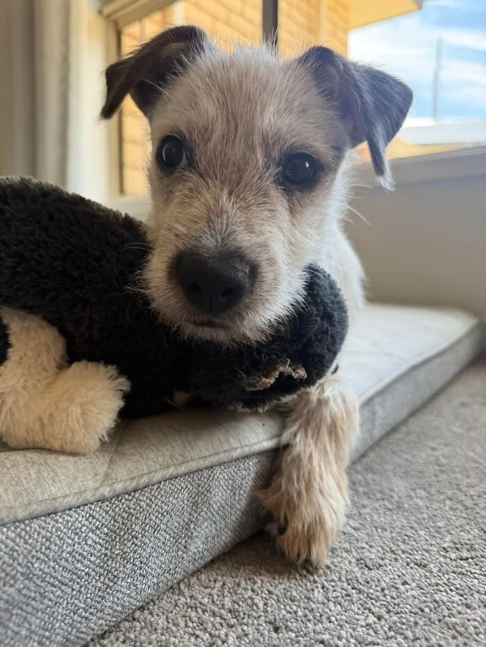 Newly adopted puppy resting on a cushion with a plush toy, enjoying cozy winter beginnings indoors.
