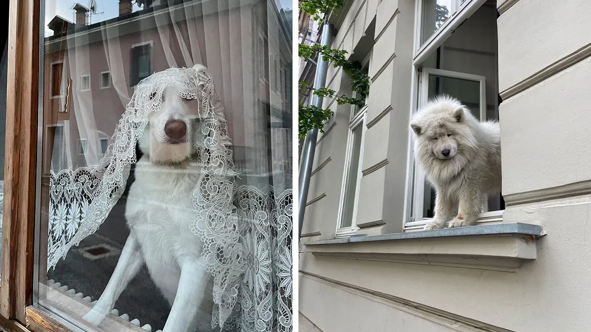 This Instagram Profile Shared 80 Sweet Dogs Looking Out From Windows