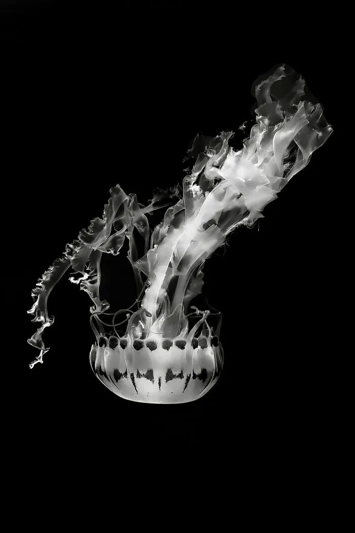 "Drifters In Monochrome" By Christina Ford