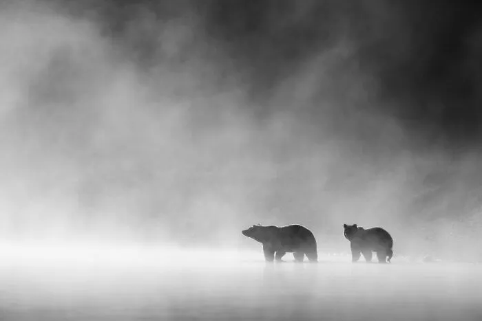 "Through The Fog" By Evan Watts
