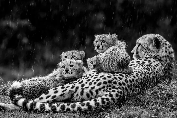 "Eyes Raised High" By Laura Dyer