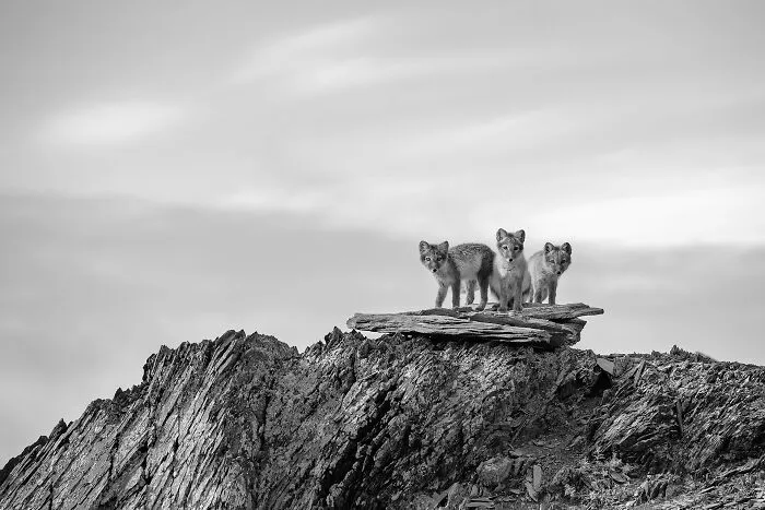 "Black And White_young Foxes" By Sergey Gorshkov