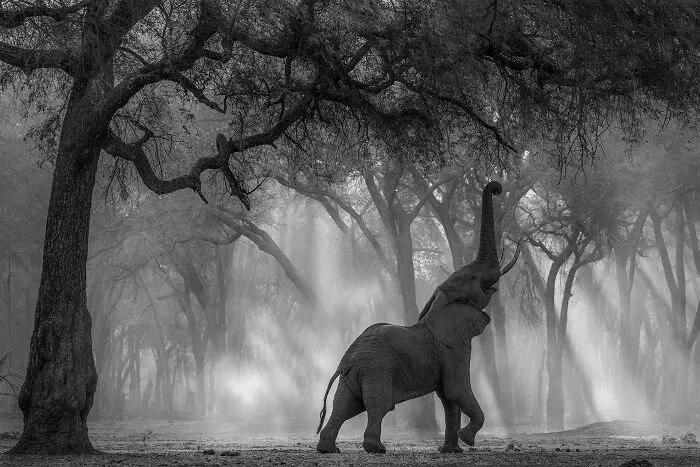 "Black And White_elephant" By Sergey Gorshkov
