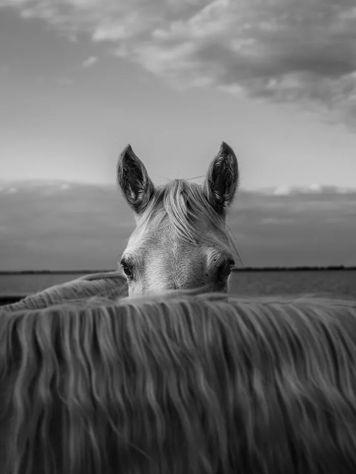 "The Horses Of Camargue" By Laura Mommicchi