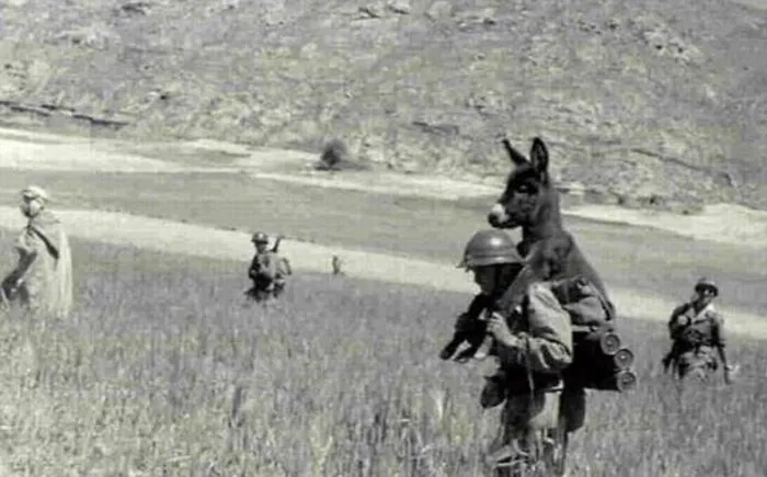 A Soldier Of The French Foreign Legion's, During The Algerian War, Rescuing A Baby Donkey Found On The Battlefield. He Or She Was Then Adopted And Named Bambi, July Or August 1958