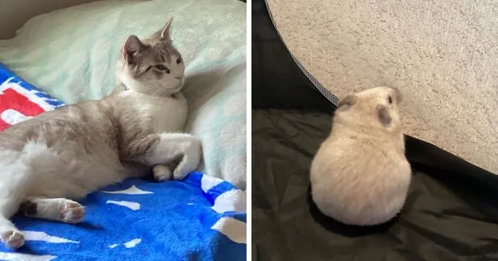 Hey Pandas, Show Me The Cutest (Or Funniest) Pictures Of Your Pets (Closed)