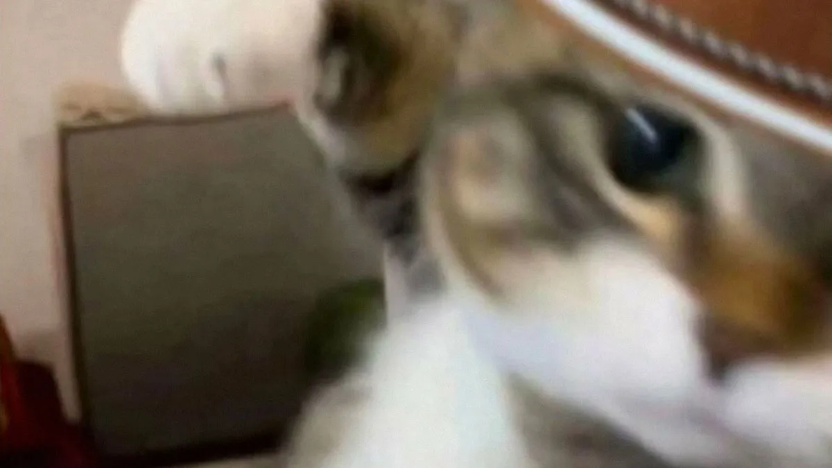 20 Divertidos memes para recordarte lo adorables que son los gatos
