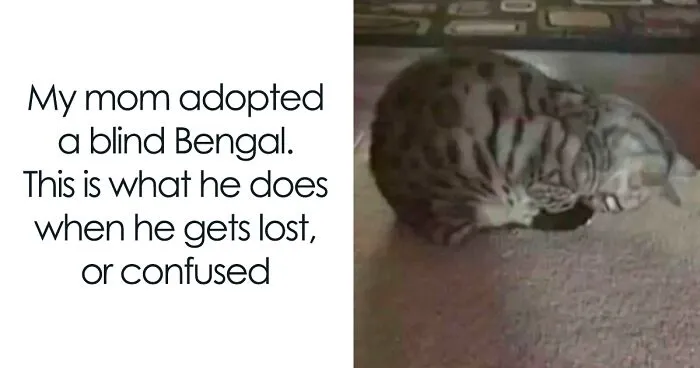 50 Funny Memes To Remind You How Awesome Cats Are