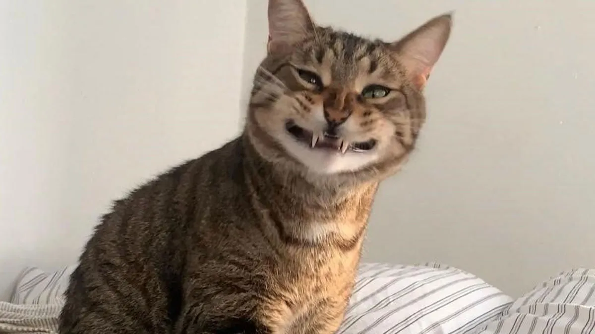 Here Is The Ultimate Hotlist Of 52 Cats Being Cats That You Should Definitely Check Out