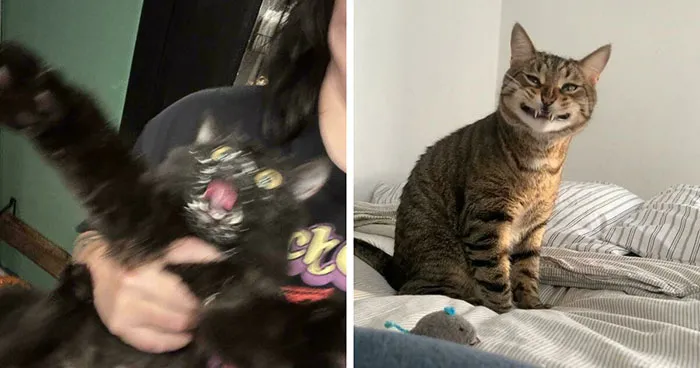 Here Is The Ultimate Hotlist Of 52 Cats Being Cats That You Should Definitely Check Out